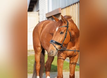 Zangersheider, Hongre, 9 Ans, 175 cm, Alezan