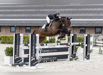 Zangersheider, Hongre, 9 Ans, 176 cm, Bai