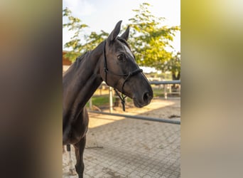 Zangersheider, Jument, 10 Ans, 163 cm, Noir