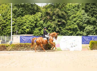 Zangersheider, Jument, 10 Ans, 166 cm, Alezan