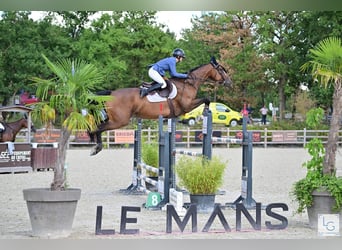 Zangersheider, Jument, 10 Ans, 167 cm, Bai