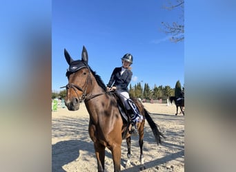 Zangersheider, Jument, 10 Ans, 167 cm, Bai