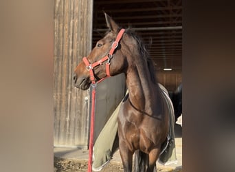 Zangersheider Croisé, Jument, 10 Ans, 167 cm, Bai