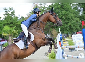 Zangersheider, Jument, 10 Ans, 167 cm, Bai