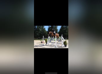 Zangersheider, Jument, 10 Ans, 168 cm, Bai