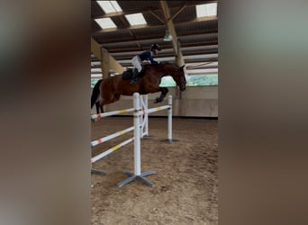 Zangersheider, Jument, 10 Ans, 168 cm, Bai