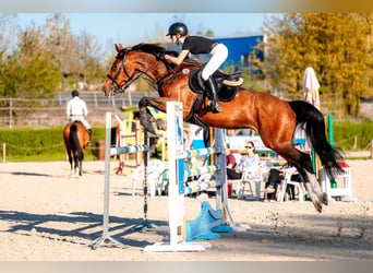 Zangersheider, Jument, 10 Ans, 168 cm, Bai