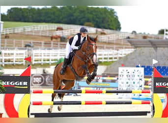 Zangersheider, Jument, 10 Ans, 168 cm, Bai