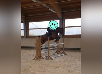 Zangersheider, Jument, 11 Ans, 160 cm
