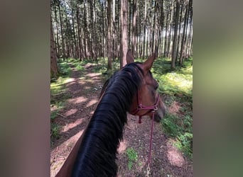 Zangersheider, Jument, 11 Ans, 160 cm