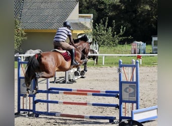 Zangersheider, Jument, 11 Ans, 175 cm, Bai