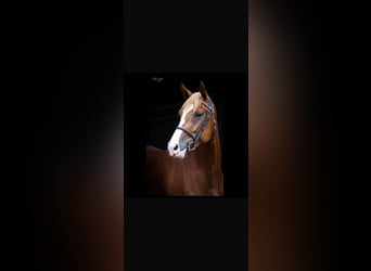 Zangersheider, Jument, 11 Ans, Alezan