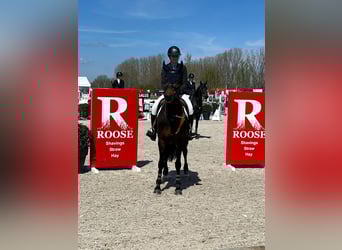 Zangersheider, Jument, 12 Ans, 164 cm, Bai