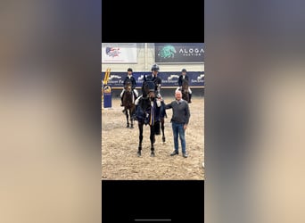 Zangersheider, Jument, 12 Ans, 164 cm, Bai