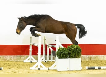 Zangersheider, Jument, 12 Ans, 164 cm