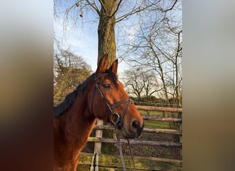 Zangersheider, Jument, 12 Ans, 167 cm, Bai