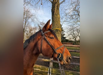 Zangersheider, Jument, 12 Ans, 167 cm, Bai