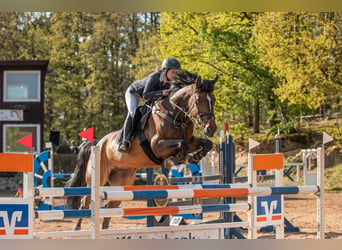 Zangersheider, Jument, 12 Ans, 172 cm, Bai brun