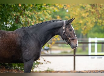 Zangersheider, Jument, 13 Ans, 167 cm, Bai