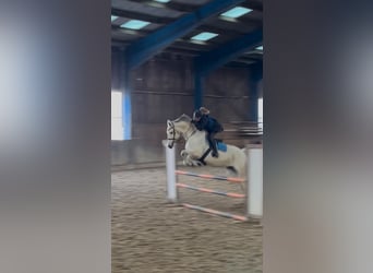 Zangersheider, Jument, 13 Ans, 168 cm