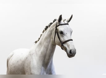 Zangersheider, Jument, 13 Ans, 170 cm