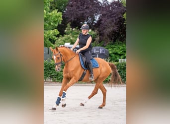 Zangersheider, Jument, 14 Ans, 164 cm, Alezan