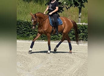 Zangersheider, Jument, 14 Ans, 164 cm, Alezan