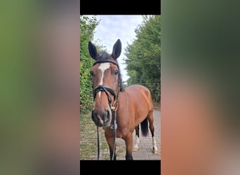 Zangersheider, Jument, 14 Ans, 164 cm, Bai