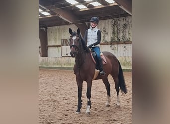 Zangersheider, Jument, 14 Ans, 164 cm, Bai