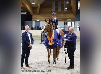 Zangersheider, Jument, 14 Ans, 170 cm, Alezan