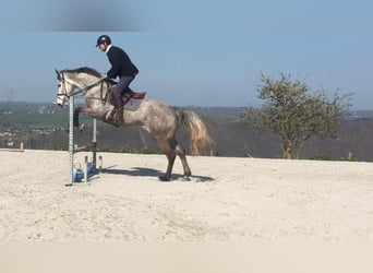 Zangersheider, Jument, 14 Ans, 172 cm, Gris