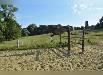 Zangersheider, Jument, 14 Ans, 172 cm, Gris