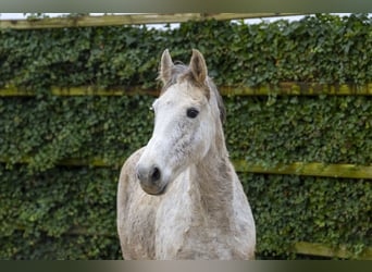 Zangersheider, Jument, 15 Ans, 162 cm, Gris