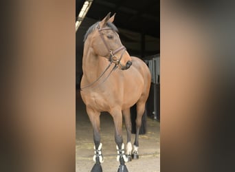 Zangersheider, Jument, 15 Ans, 165 cm, Bai