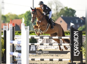 Zangersheider, Jument, 15 Ans, 167 cm, Alezan