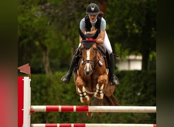 Zangersheider, Jument, 15 Ans, 167 cm, Alezan