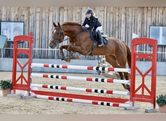 Zangersheider, Jument, 15 Ans, 175 cm