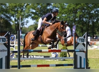 Zangersheider, Jument, 16 Ans, 164 cm, Bai