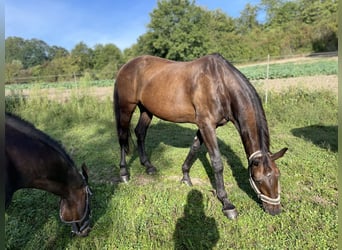 Zangersheider, Jument, 16 Ans, 172 cm, Bai brun