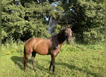Zangersheider, Jument, 16 Ans, 172 cm, Bai brun