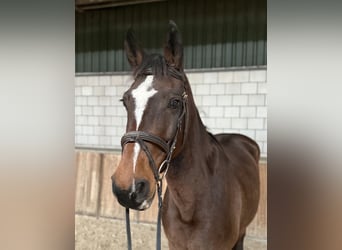 Zangersheider, Jument, 17 Ans, 162 cm, Bai