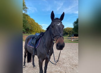 Zangersheider, Jument, 17 Ans, Bai brun