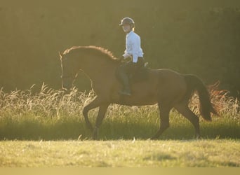 Zangersheider, Jument, 18 Ans, 170 cm, Bai