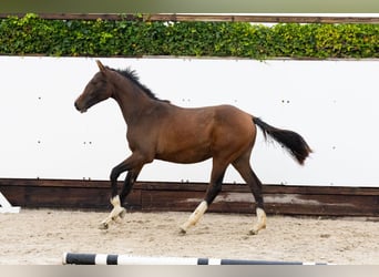 Zangersheider, Jument, 1 Année, 145 cm, Bai brun Zangersheider, Jument, 1 Année, 145 cm, Bai brun