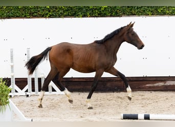 Zangersheider, Jument, 1 Année, 145 cm, Bai brun Zangersheider, Jument, 1 Année, 145 cm, Bai brun