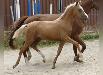 Zangersheider, Jument, 1 Année, 168 cm, Palomino