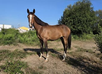Zangersheider, Jument, 1 Année, 170 cm, Bai