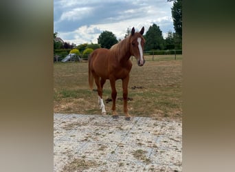 Zangersheider, Jument, 1 Année, Alezan
