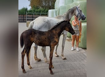 Zangersheider, Jument, 1 Année, Bai brun