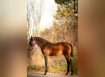 Zangersheider, Jument, 1 Année, Bai brun